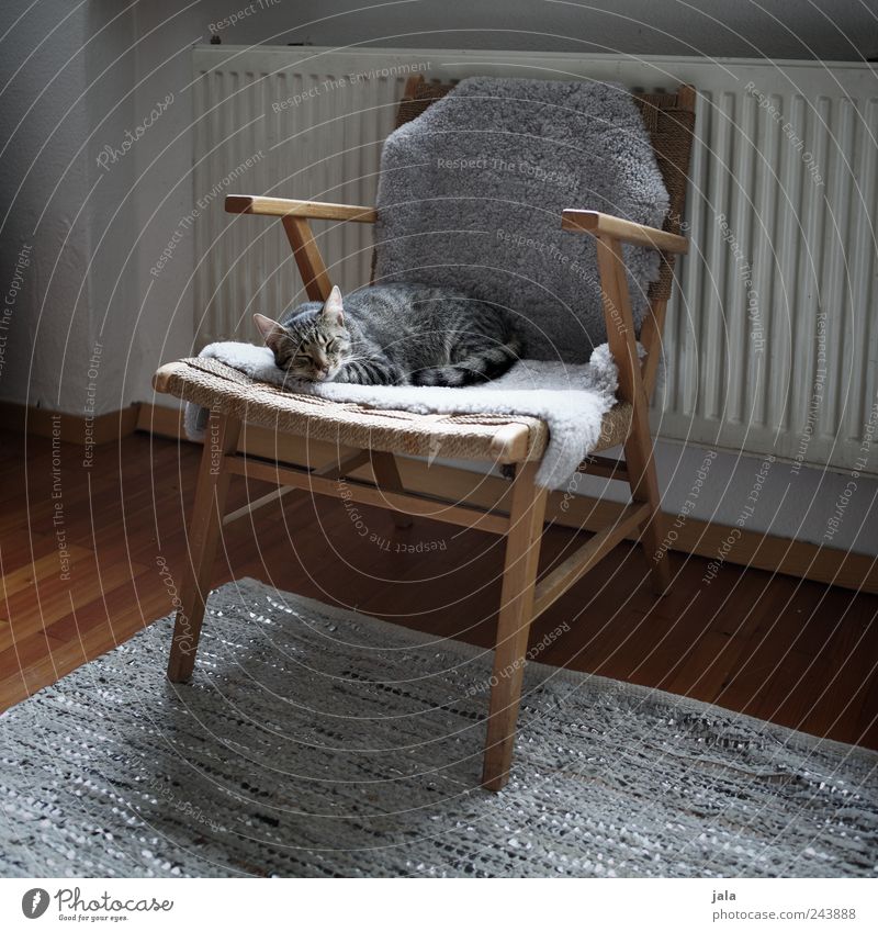 cat's life Living or residing Flat (apartment) Furniture Armchair Carpet Heating Parquet floor Animal Pet Cat 1 To enjoy Sleep Brown Gray White Trust