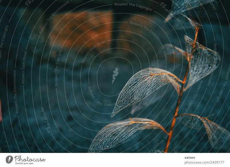 Delicate leaf skeleton macro close up, ruscus aculeatus Design Decoration Environment Nature Plant Autumn Leaf Foliage plant Wild plant Garden Park Meadow Field