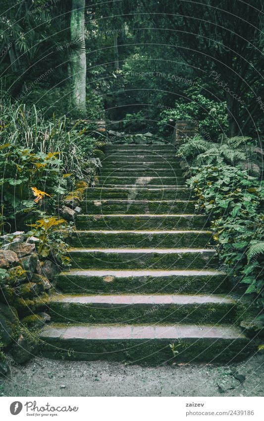 stairs with moss in the middle of a dark forest Vacation & Travel Tourism Winter Garden Environment Nature Landscape Plant Moss Park Forest Stone Old Dark Small