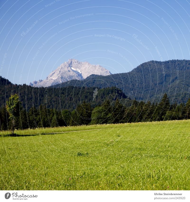 Look, back there: a mountain! Nature Landscape Plant Cloudless sky Summer Beautiful weather Tree Grass Bushes Field Hill Alps Mountain lofer Austria high cold