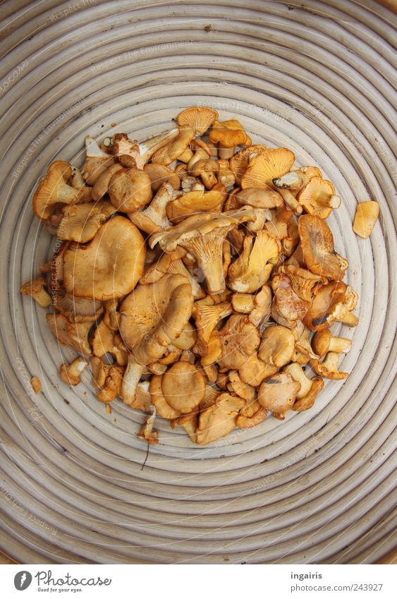 forest friends Food Vegetable Chanterelle Nutrition Buffet Brunch Vegetarian diet Bowl Wood Circle Authentic Delicious Original Round Yellow Gold Fragrance