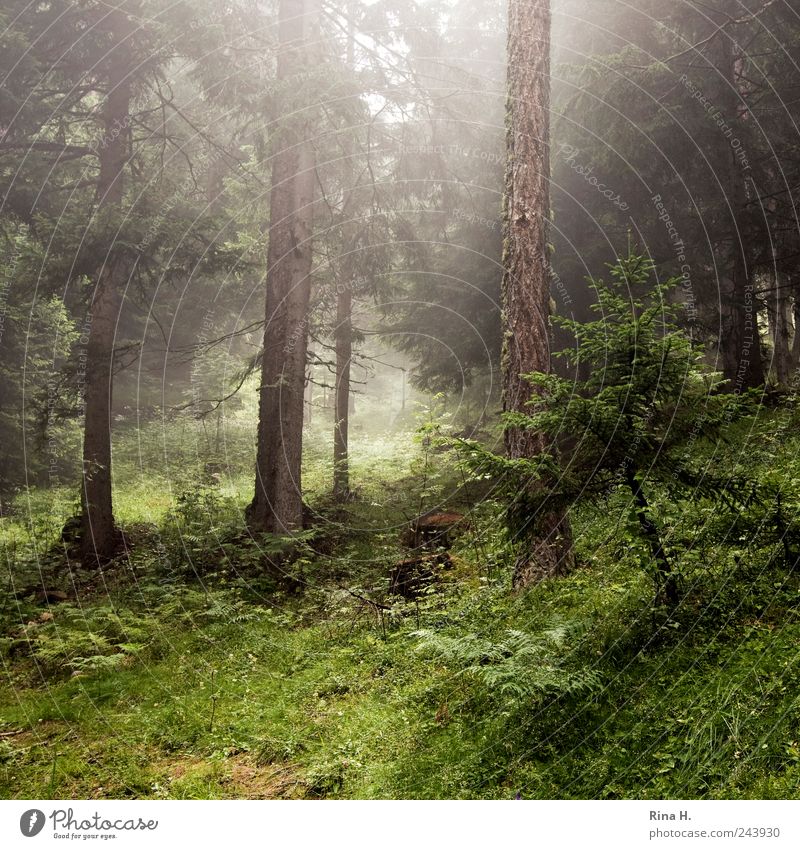 hike Environment Nature Landscape Summer Climate Weather Beautiful weather Fog Plant Tree Grass Bushes Moss Fir tree Forest Hill Mountain Moody Haze Woodground