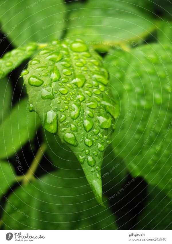 Another Rainy Day Environment Nature Plant Water Drops of water Bad weather Tree Foliage plant Garden Wet Precipitation Weather Rainwater Bushes Damp Rachis