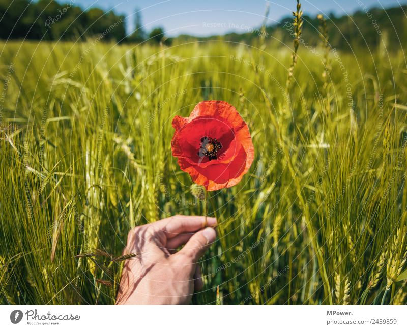 Poppy flower in cornfield Hand Environment Nature Landscape Plant Animal Beautiful weather Flower Blossom Agricultural crop Field Poppy blossom Stop Agriculture
