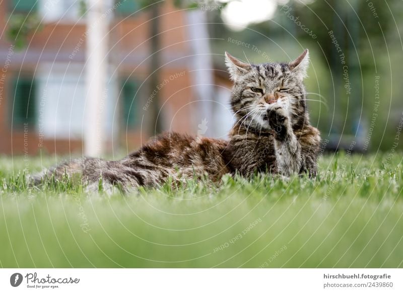 Cat Leo Joy Healthy Harmonious Freedom Summer Garden Beautiful weather Grass Animal Pet 1 Experience Center point Pure Pride Dream Survive Colour photo