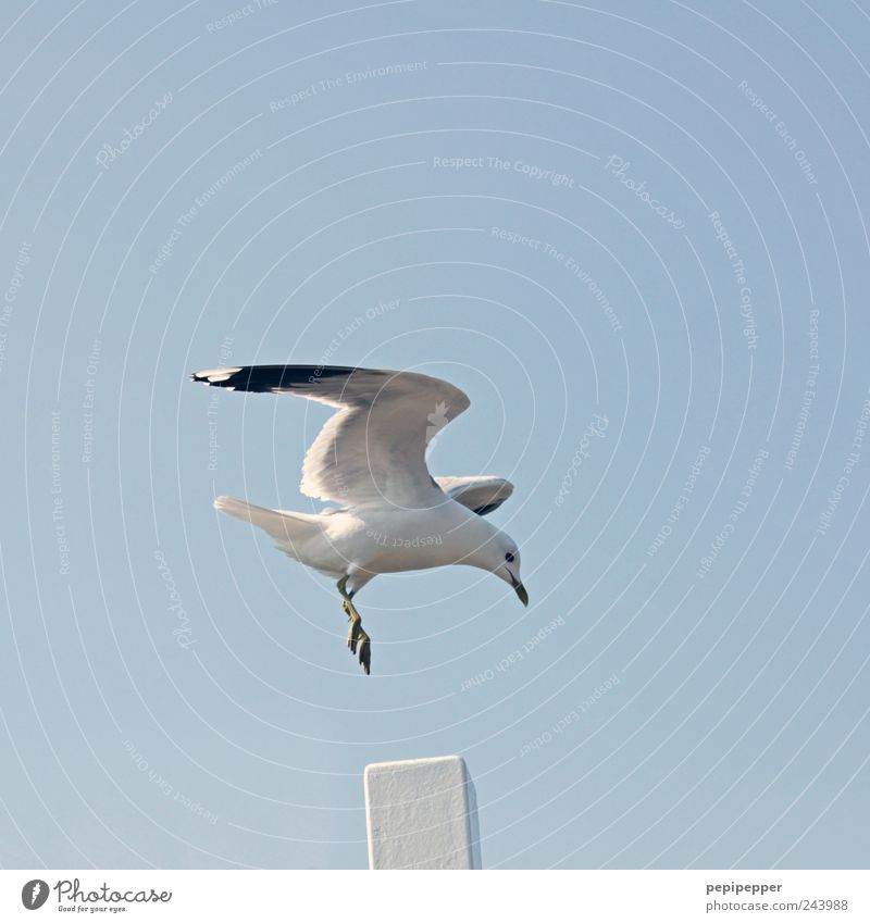 spot landing Far-off places Freedom Summer Air Sky Cloudless sky Beautiful weather Coast Port City Animal Wild animal Bird Wing Claw 1 Flying Blue White Seagull