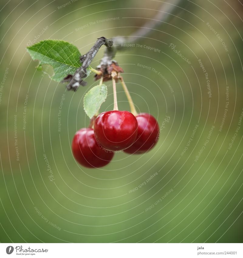 triplets Food Fruit Cherry Environment Nature Plant Tree Leaf Agricultural crop Garden Healthy Delicious Green Red Colour photo Exterior shot Deserted