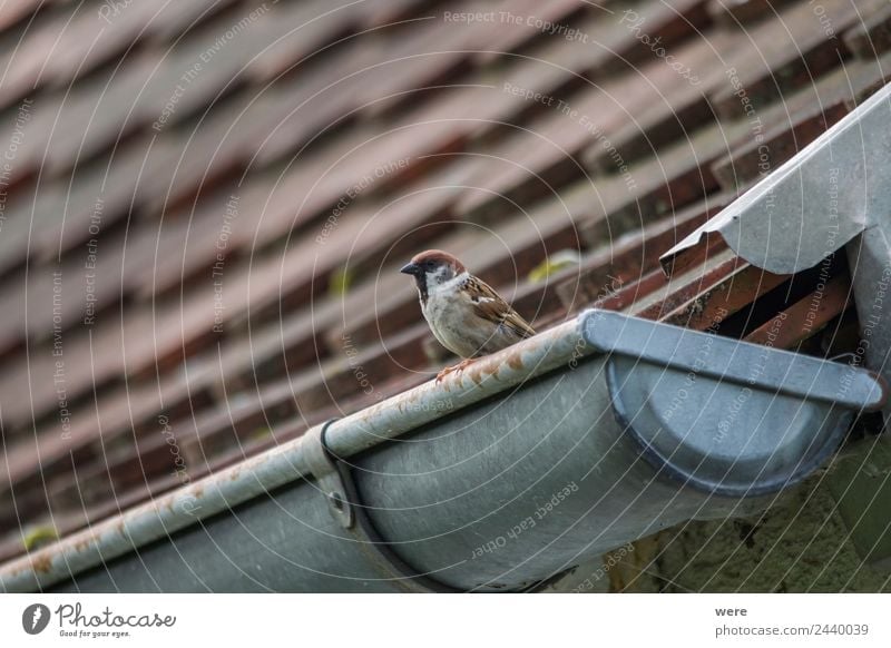 A sparrow sits on a gutter Nature Animal Wild animal Bird 1 Love Sparrow couple copy space feather fence fence post fly nobody old old wooden fence roof