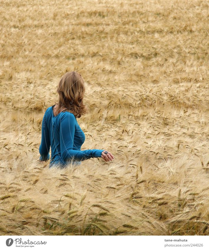 Young woman in the barley field Human being Feminine Youth (Young adults) Back Upper body 1 18 - 30 years Adults Environment Summer Beautiful weather