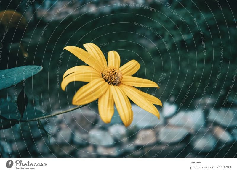 a macro of an isolated yellow flower of helianthus tuberosus Beautiful Medication Summer Mountain Garden Environment Nature Plant Spring Flower Leaf Blossom