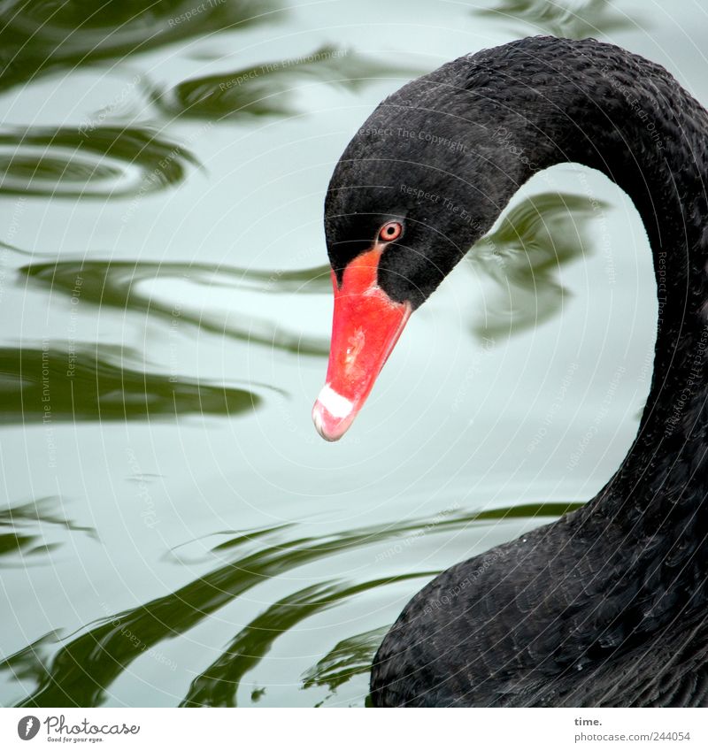 Black Schoenling Animal Water Wild animal Bird Swan Animal face 1 Red Esthetic Uniqueness Exotic Serene Contentment Inspiration Creativity Nature Pure pretty