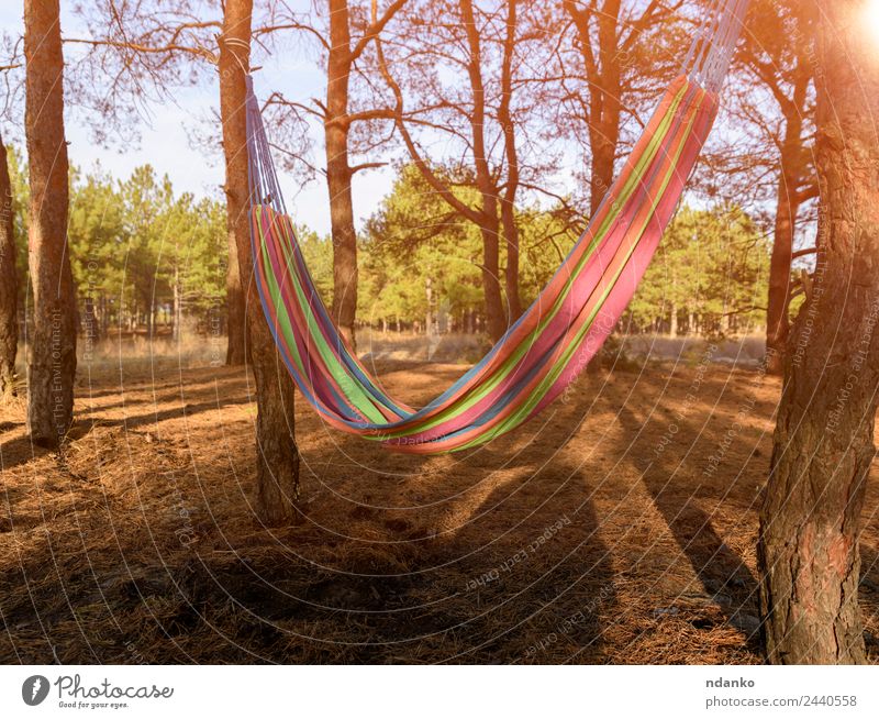 Empty textile hammock Relaxation Vacation & Travel Summer Nature Landscape Plant Tree Park Forest To enjoy Yellow Green Moody Serene Comfortable Colour Idyll