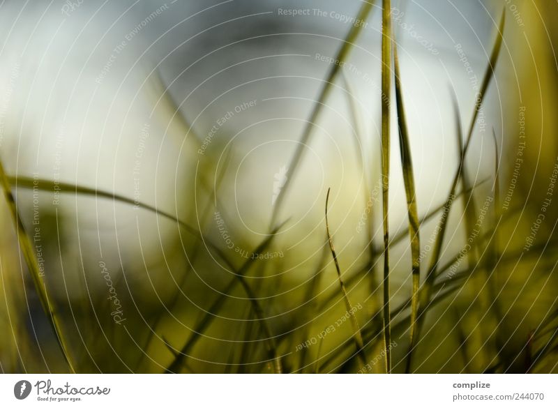 blades of grass Relaxation Calm Summer Environment Nature Plant Sky Grass Ornament Line Blue Idyll Innovative Background picture Blade of grass Meadow Design
