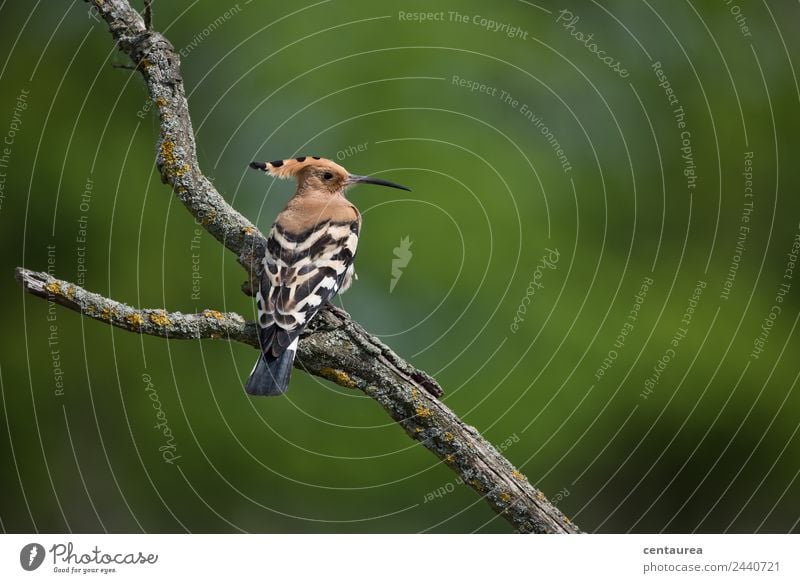 The Hoopoe Nature Animal Spring Summer Heathland Wild animal Bird Wing Claw 1 Sit Exceptional Brown Green Black White Colour photo Exterior shot