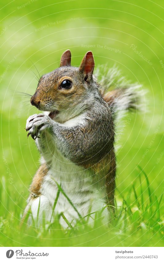 grey squirrel eating nut on lawn Eating Garden Nature Animal Grass Park Forest Fur coat Feeding Sit Stand Small Natural Cute Wild Brown Gray Green Appetite