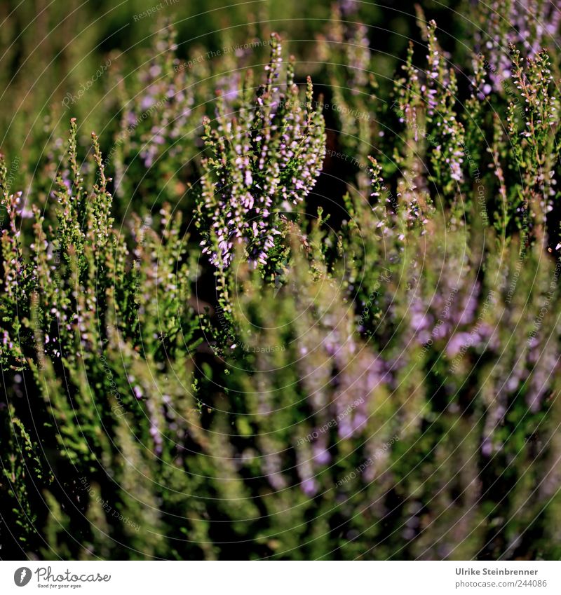 Black Forest Erika Nature Plant Sunlight Summer Beautiful weather Bushes Leaf Blossom Wild plant Mountain heather Heather family Breathe Blossoming Stand Growth