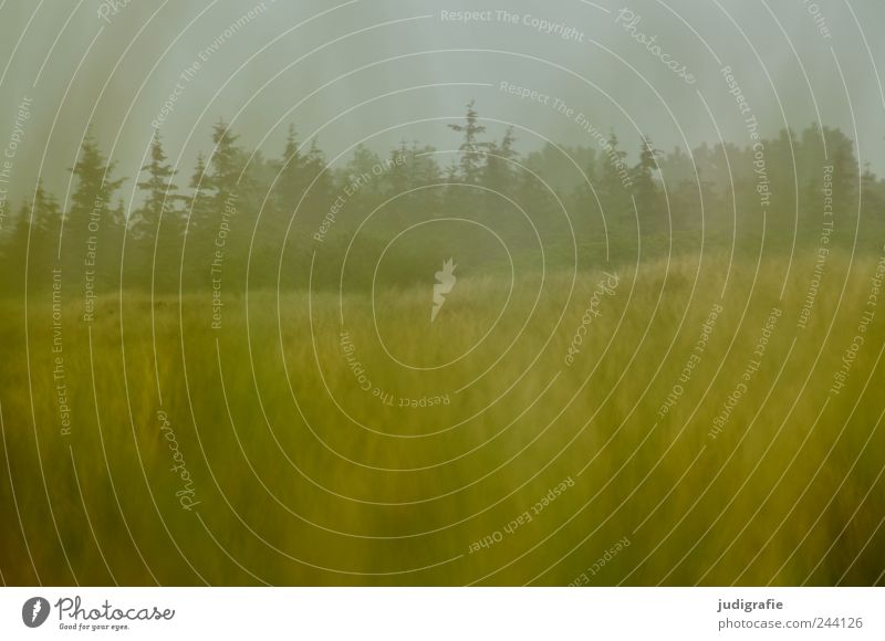 Ahrenshoop Environment Nature Landscape Plant Climate Bad weather Rain Tree Grass Meadow Forest Coast Dune Darss Dark Natural Wild Moody Colour photo