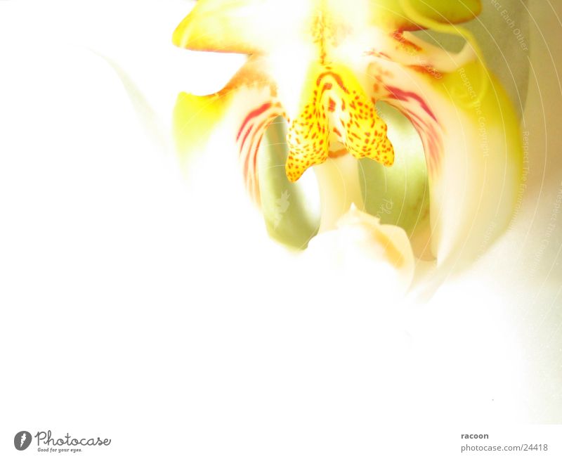 orchid Orchid Yellow Red White Flashy Blossom Pistil Close-up Bright