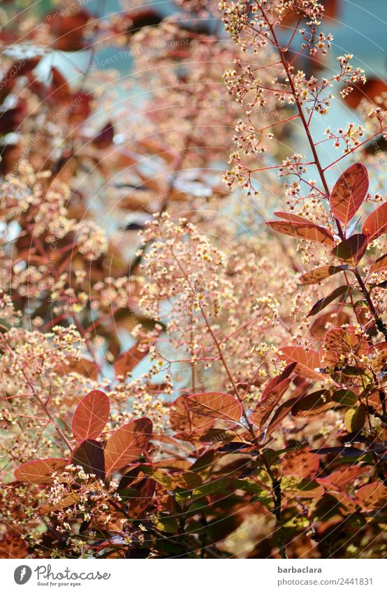 wig bush Nature Plant Spring Bushes Leaf Blossom Garden Blossoming Growth Red Esthetic Colour Climate Environment Colour photo Exterior shot Detail Pattern