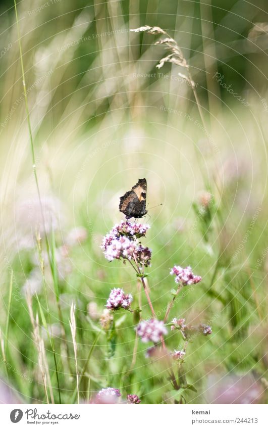 Landed Environment Nature Plant Animal Sunlight Summer Beautiful weather Flower Grass Blossom Foliage plant Wild plant Meadow Wild animal Butterfly Insect 1