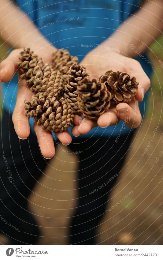harvest Hand Fingers 1 Human being Nature Plant Authentic Cone Pine cone Retentive Indicate Harvest Collection Discover Decoration Wood Brown Blue Skin