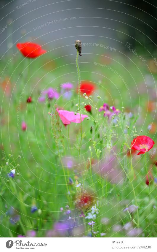 Withered Nature Plant Summer Flower Grass Leaf Blossom Garden Meadow Fragrance Faded Growth Multicoloured Poppy Poppy blossom Flower meadow Meadow flower