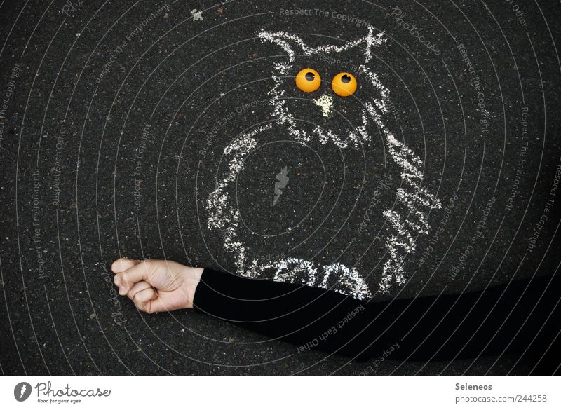 Who wants to hold? Leisure and hobbies Playing Human being Arm Hand 1 Street painting Sweater Animal Owl birds Eagle owl Stone Draw Eyes To hold on Smooth