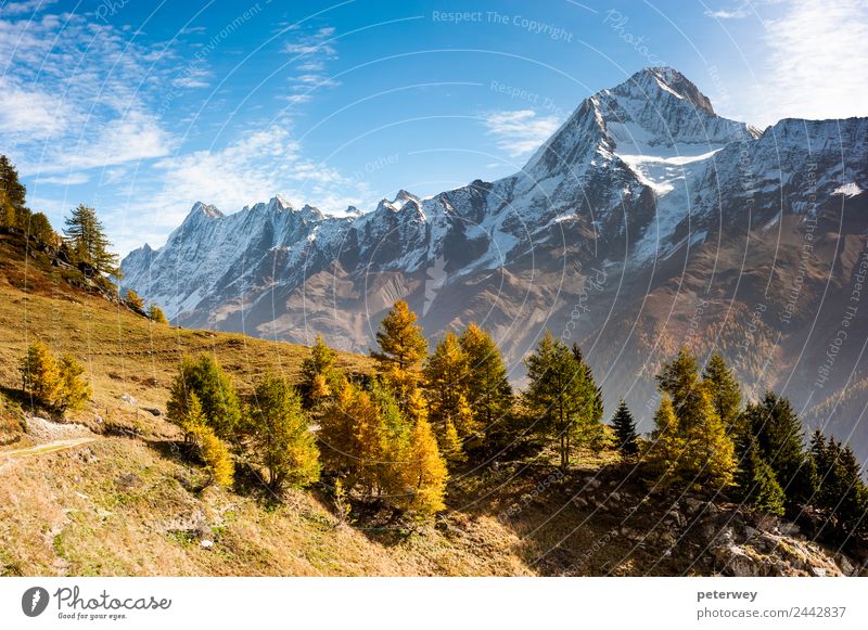 Bietschorn mountain peak in autumn Hiking Nature Alps Brown Gold Alpine case grass hiking trail landscape leekeralp Lötschental meadow mountain range october