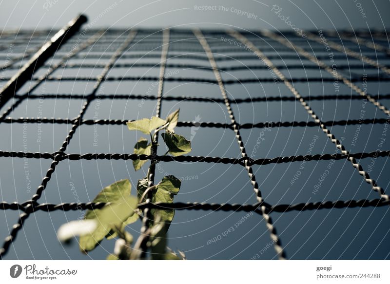 there's a lot to do Sky Plant Leaf Foliage plant Creeper Wire Wire fence Fence Fence post Metal Growth Nature Environment Distorted Colour photo Exterior shot