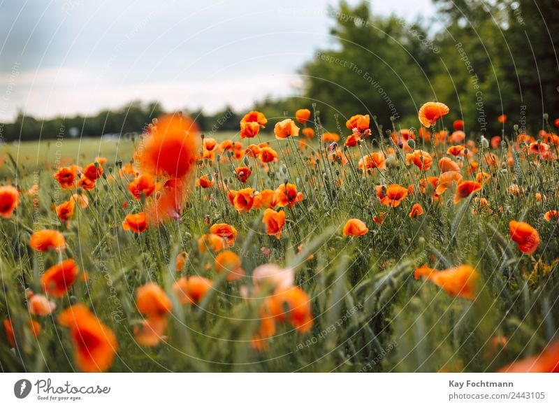 poppy field Harmonious Well-being Relaxation Vacation & Travel Trip Freedom Summer Summer vacation Environment Nature Landscape Plant Warmth Flower Poppy