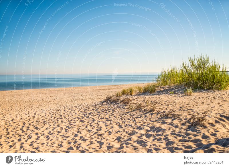 Beach at the Polish Baltic Sea coast Environment Maritime Idyll Sandy beach marram grass Ocean Blue Sky Empty Lonely Wild Deserted Vacation & Travel Relaxation