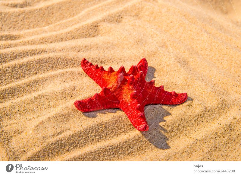 Starfish on a beach Vacation & Travel Summer Beach Sand Animal 1 Red Bright Sandy beach Sun Deserted Copy Space Vacation photo Caribbean Colour photo