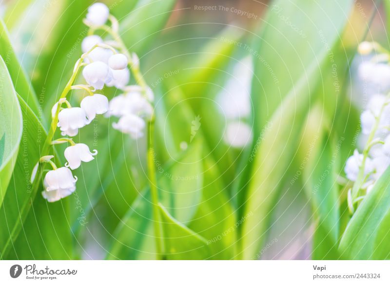 Wild white flowers lily of the valley Beautiful Fragrance Garden Environment Nature Plant Sunlight Spring Summer Flower Leaf Blossom Wild plant Meadow Field