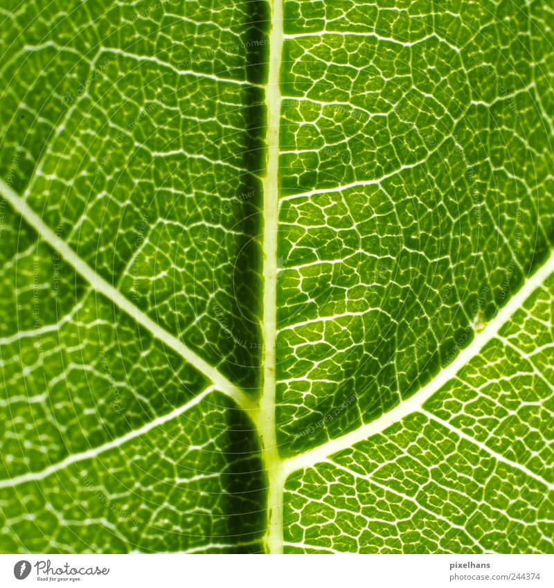 photosynthesis Nature Plant Leaf Foliage plant Structures and shapes Rachis Vine leaf Photosynthesis Colour photo Detail Macro (Extreme close-up) Deserted