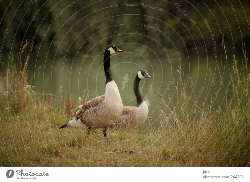 wild geese Environment Nature Landscape Plant Animal Tree Grass Bushes Foliage plant Wild plant River Wild animal Bird Goose Wild goose Canadian goose 2 Natural