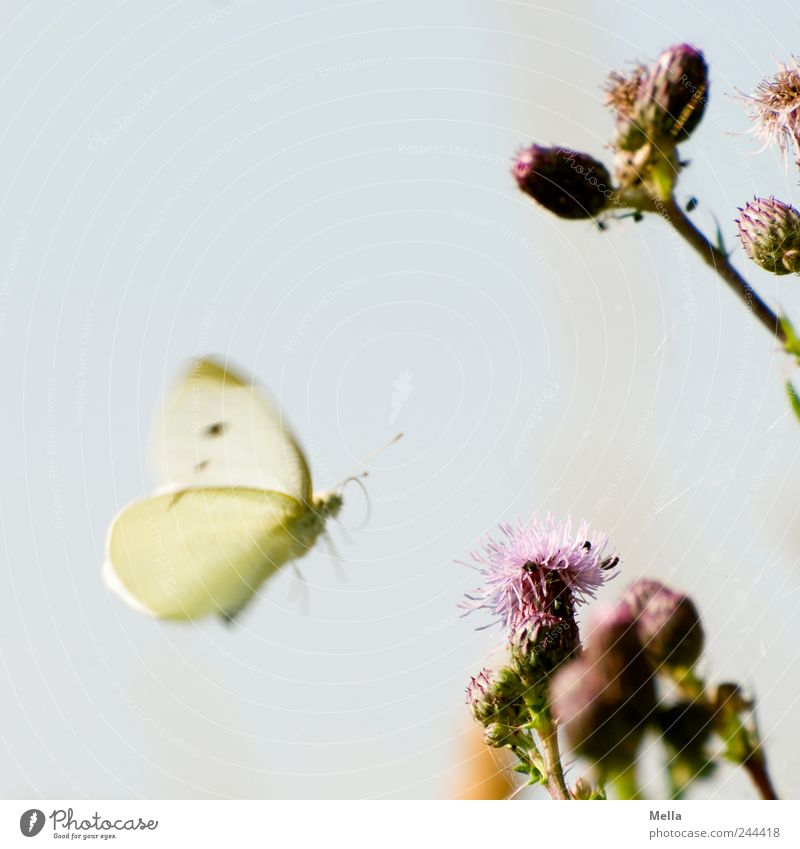 New day, new happiness Environment Nature Plant Animal Thistle Thistle blossom Butterfly 1 Blossoming Flying Free Beautiful Natural Freedom Pieridae