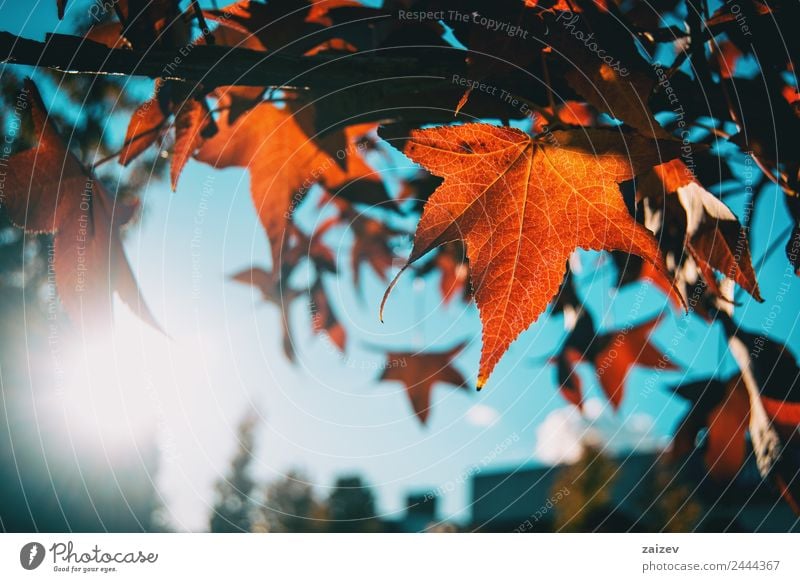 Red acer leaves in autumn Beautiful Sun Winter Mountain Garden Environment Nature Plant Sky Autumn Tree Leaf Foliage plant Agricultural crop Wild plant Park