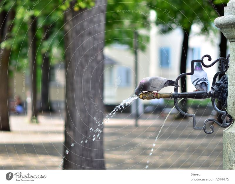 How to keep a cool head ... Water Drops of water Summer Beautiful weather Park Animal Pigeon 2 Swimming & Bathing Sit Drinking Hot Thirst Refrigeration