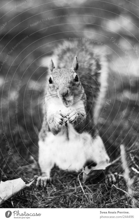 . Meadow Park Animal Wild animal Squirrel 1 Feeding Black & white photo Exterior shot Deserted
