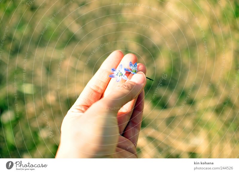 in your hand Summer Feminine Woman Adults Hand Fingers Spring Blossom Observe Blossoming To hold on Dream Faded Blue To console Hope Longing Transience