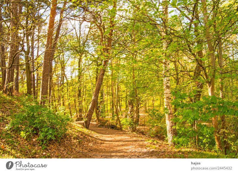 Forest in spring Relaxation Nature Warmth Tree Jump Soft Idyll Spring Green Fresh Juicy youthful Season trees sunny Bright luminescent jet natu off forest path