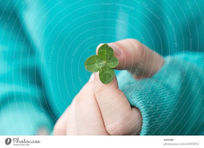 young hand in turquoise jacket holds four-leaf green clover by hand Fingers Cloverleaf luck spring Summer Thumb Plant flaked Sweater To hold on Four-leaved 4
