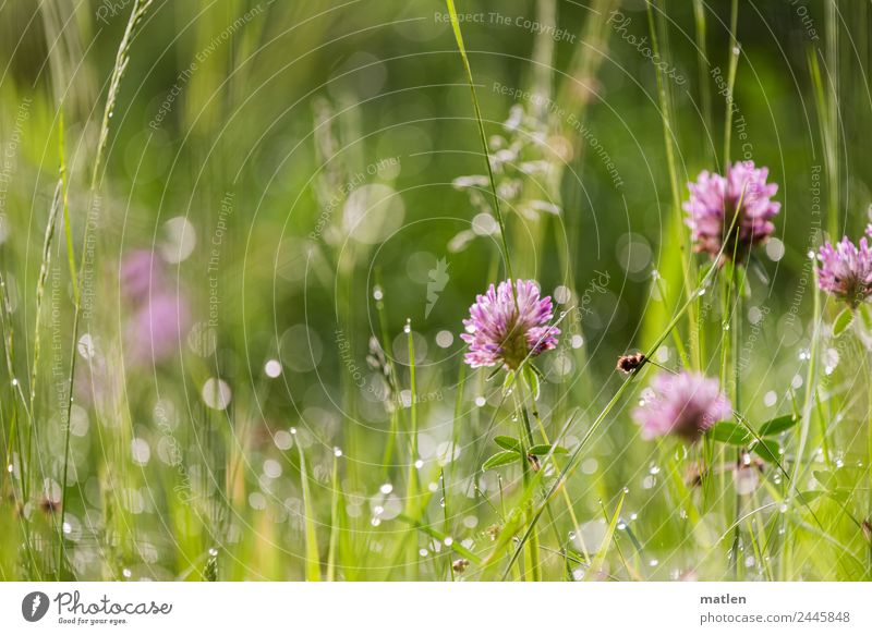 Dew in the morning Nature Plant Water Spring Grass Leaf Meadow Blossoming Clover Damp Drop Fresh Colour photo Exterior shot Close-up Deserted Copy Space left