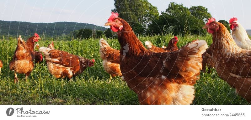 Chickens on meadow. Food Meat Egg Organic produce Healthy Nature Landscape Spring Summer Grass Animal Pet Farm animal Grand piano Barn fowl Group of animals