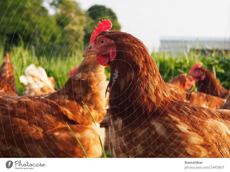 Chickens on meadow. Food Meat Egg Nutrition Organic produce Environment Nature Animal Pet Farm animal Grand piano Barn fowl Group of animals Observe Healthy