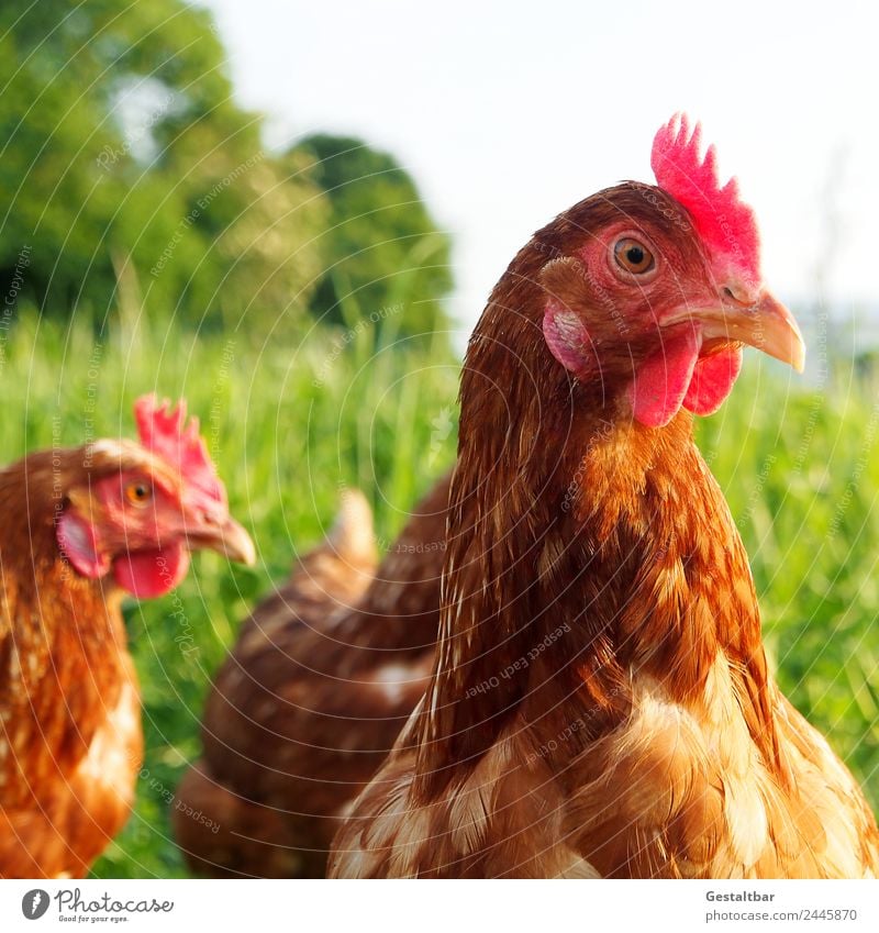 Chicken on meadow. Animal Farm animal Bird Animal face Barn fowl 2 Observe Looking Healthy Happy naturally Brown Green Red Contentment Love of animals