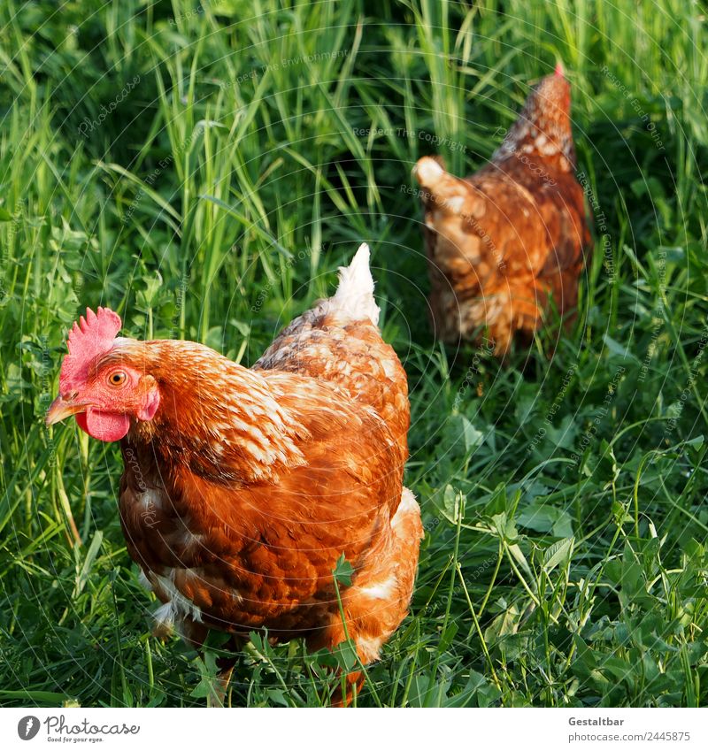 Chickens on meadow. Meat Soup Stew Organic produce Animal Farm animal Barn fowl 2 Healthy Happy Brown Green Trust Love of animals Watchfulness Nature