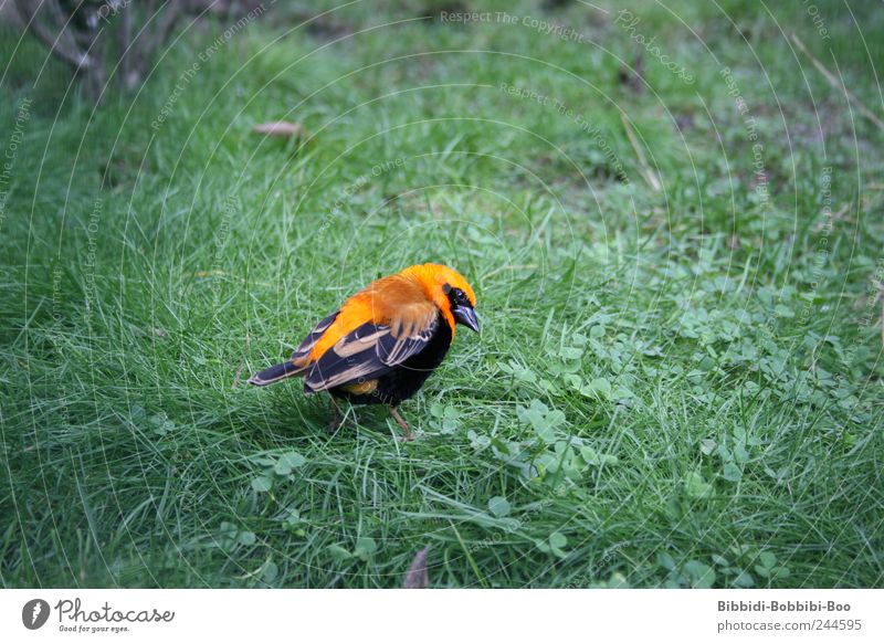 in freedom... or not?! Animal Wild animal Bird Zoo 1 Exotic Meadow Orange Colour photo Exterior shot Close-up Deserted Copy Space left Copy Space right