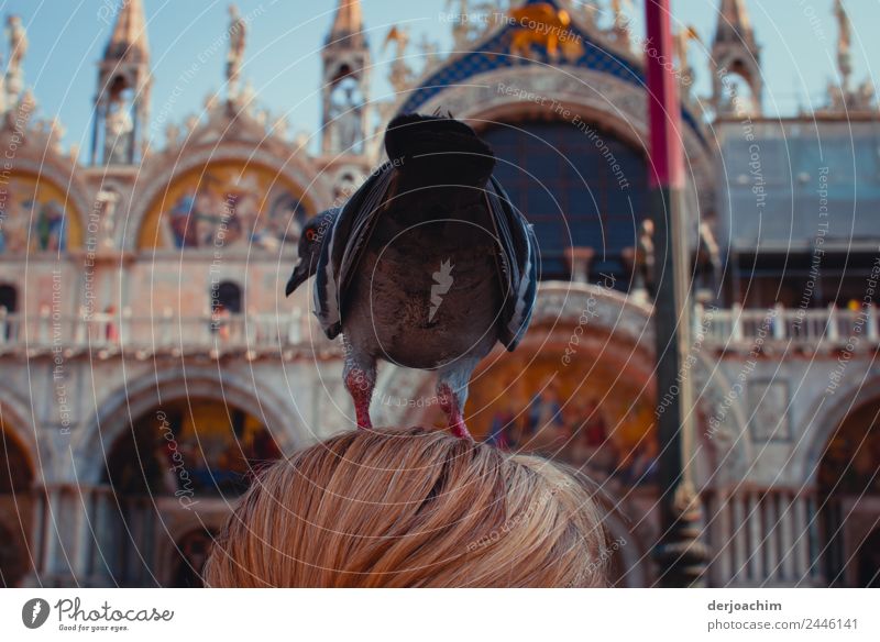 Point landing of a pigeon on the head . Joy Trip Tourism Summer Feminine Woman Adults Hair and hairstyles 1 Human being 45 - 60 years Beautiful weather Places