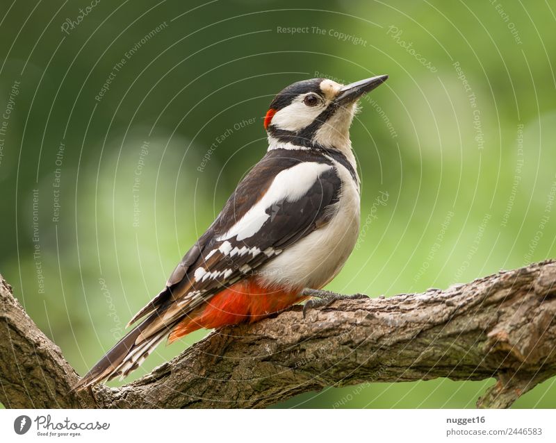 great spotted woodpecker Environment Nature Animal Spring Summer Autumn Climate Beautiful weather Tree Garden Park Forest Wild animal Bird Animal face Wing Claw